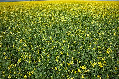 《真三国无双：起源》曹操和孙坚阵营随行武将介绍