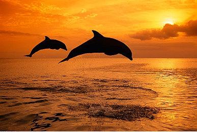 本周Fami通游戏评分出炉 《Fate＆Samurai Remnant》进入白金殿堂